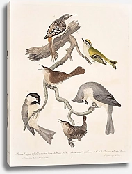Постер Птицы Америки Уилсона 8