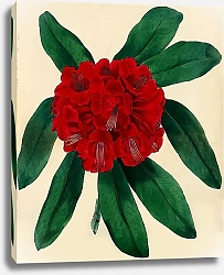 Постер Rhododendron arboreum