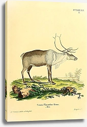 Постер Северный олень 1