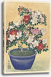 Постер Косон Охара Flowering Azalea In Blue Pot