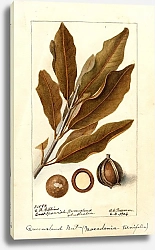 Постер Пассмор Дебора Макадамия трехлистная