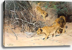 Постер Кунер Вильгельм A Pride of Lions on the Prowl