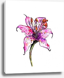 Постер Розовая лилия на белом фоне
