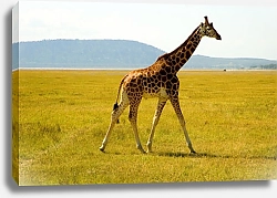 Постер Шагающий по равнине жираф