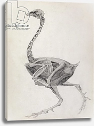 Постер Стаббс Джордж Fowl: Lateral View, Deeply Disecting