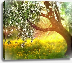 Постер Цветущая яблоня весной в саду