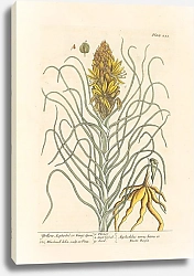 Постер Блэквелл Элизабет Желтый асфодель, или королевское копье