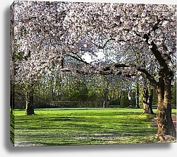 Постер Деревья в цвету