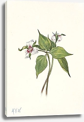 Постер Уолкотт Мари Painted Trillium. Trillium undulatum