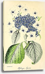 Постер Hydrangea Japonica