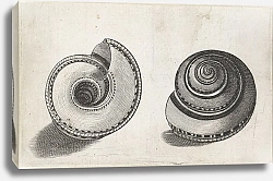 Постер Холлар Вецеслаус (грав) Sundial shell