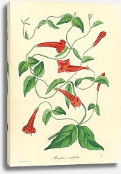 Постер Manettia Cordefolia 1