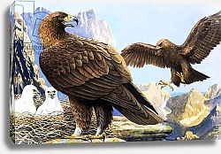 Постер Дэвис Р. (жив, дет) King of Birds, from 'Nature Wonderland', 1970