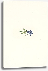 Постер Уолкотт Мари Alpine Harebell. Campanula lasiocarpa