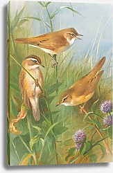 Постер Торнбурн Арчибальд (Бриджман) Sedge Warbler, Reed Warbler And marsh Warbler