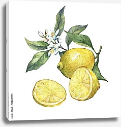 Постер Полтора сочных лимона на ветке с цветами