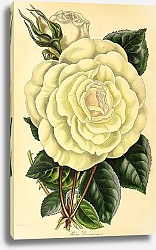 Постер Rosa Devoniensis