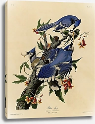 Постер Blue Jay 2