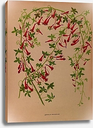 Постер Арендсен Арентина Тропеолум Пентафиллум