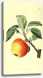 Постер Золотистое яблоко