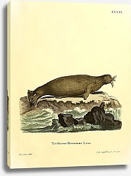 Постер Ламантин Trichecus Rosmarus