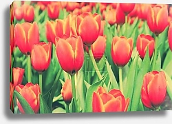 Постер Красные тюльпаны с винтажным фильтром