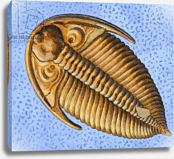 Постер Дэвис Р. (жив, дет) Fossil