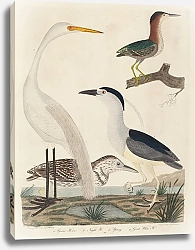 Постер Варнике Джон Г. Зеленая цапля, Ночная цапля, Молодая цапля и Большая белая цапля