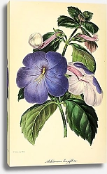 Постер Achimenes Longiflora