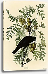 Постер American Crow