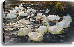 Постер Кестер Александр Утки в лучах вечернего солнца