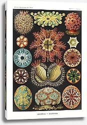 Постер Ascidiae–Seescheiden