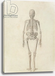 Постер Стаббс Джордж A Comparative Anatomical Exposition of the Structure of the Human Body, 1795-1806