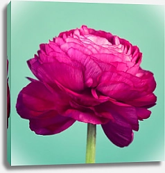 Постер Красивый ярко-розовый цветок крупным планом 