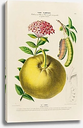 Постер Флора Америки, нарисованная с натуры на площади пл. 192