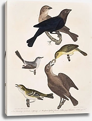 Постер Птицы Америки Уилсона 18