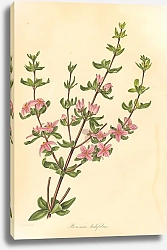 Постер Boronia Ledifolia