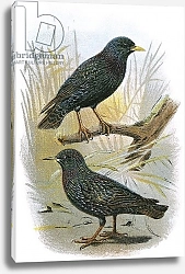Постер Школа: Английская 20в. Common Starling and Intermediate Starling