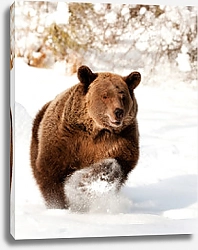 Постер Медведь бегущий по снегу