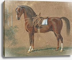 Постер Волкерс Эмиль Седланный жеребец