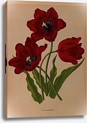 Постер Арендсен Арентина Тюльпан Геснериана