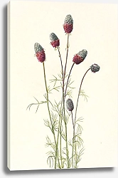 Постер Уолкотт Мари Purple Prairieclover. Petalostemon purpureum