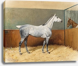 Постер Блаас Юлиус Серая в яблоках лошадь