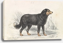 Постер Смит Чарльз Гамильтон The Newfoundland Dog, Original Breed