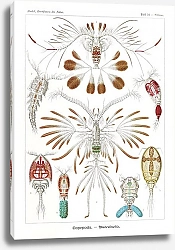 Постер Copepoda–Ruderkrebse