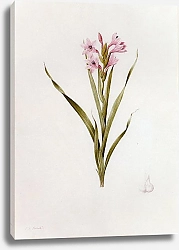 Постер Редюти Пьер Gladiolus laccatus