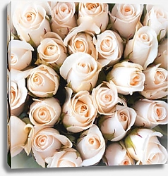 Постер Светло-розовые розы в букете