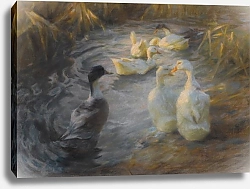 Постер Кестер Александр Утки в тростнике на пруду