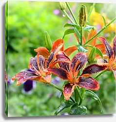 Постер Цветки оранжевой лилии на ветке