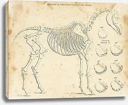 Постер Скелет или костная структура лошади